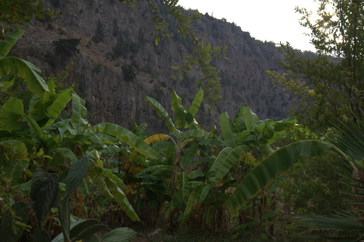 Бананови дръвчета