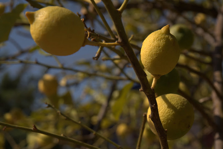 Лимони от Симена