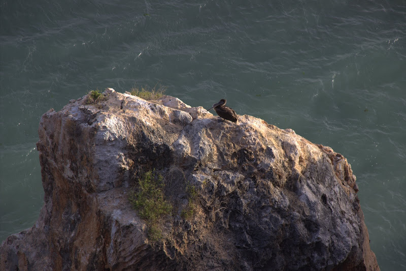 Черен пеликан на скалата